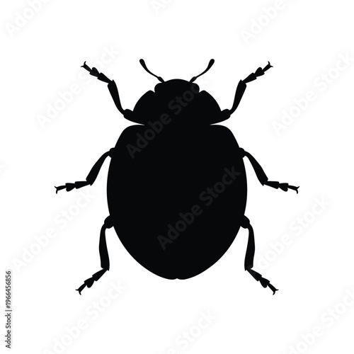 Black beetle silhouette on white background insect