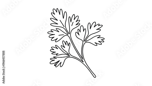 One continuous line illustration of an Coriander vegetable, isolated on white background.