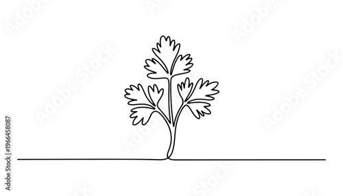 One continuous line illustration of an Coriander vegetable, isolated on white background.