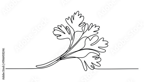One continuous line illustration of an Coriander vegetable, isolated on white background.