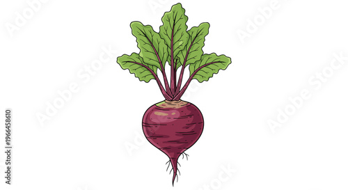 Detailed illustration of a fresh organic beetroot with purple skin and vibrant green leaves with red veins on white background.