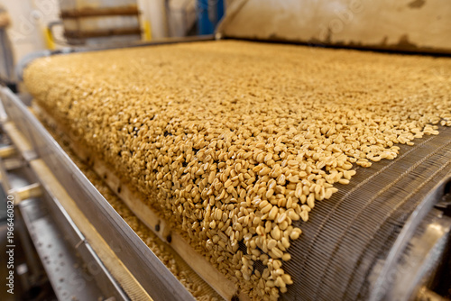 Peanuts processing on a production line in the food industry