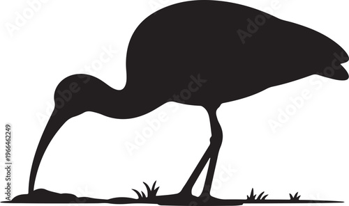 Black Silhouette of Ibis Bird Foraging in Muddy Ground Grass