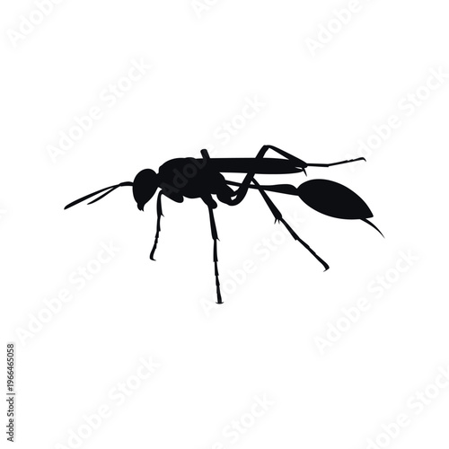 Black silhouette of an ant on white background insect