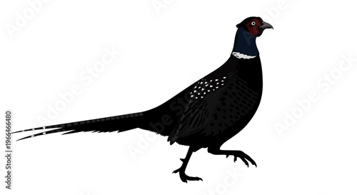 Black pheasant bird with distinctive red face