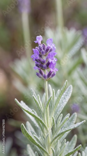 Close-Up of Lavender Flower with Dew in Soft Natural Light. Aromatherapy, wellness themes.