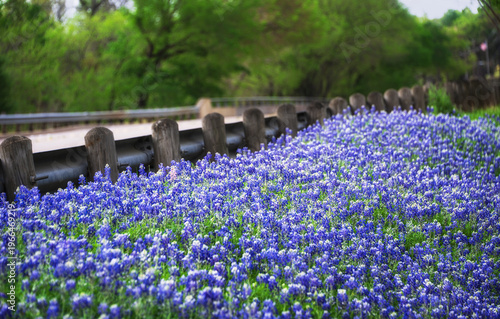 Beautiful Texas Bluebonnets blooming on roadside in Texas spring. 