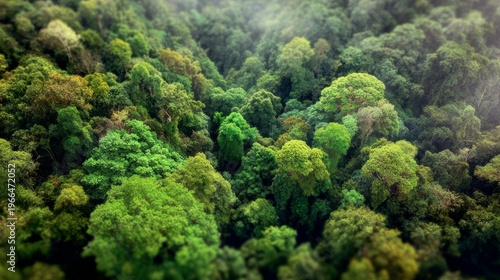 Lush green rainforest canopy under misty sky with aerial view, and vibrant ecosystem.