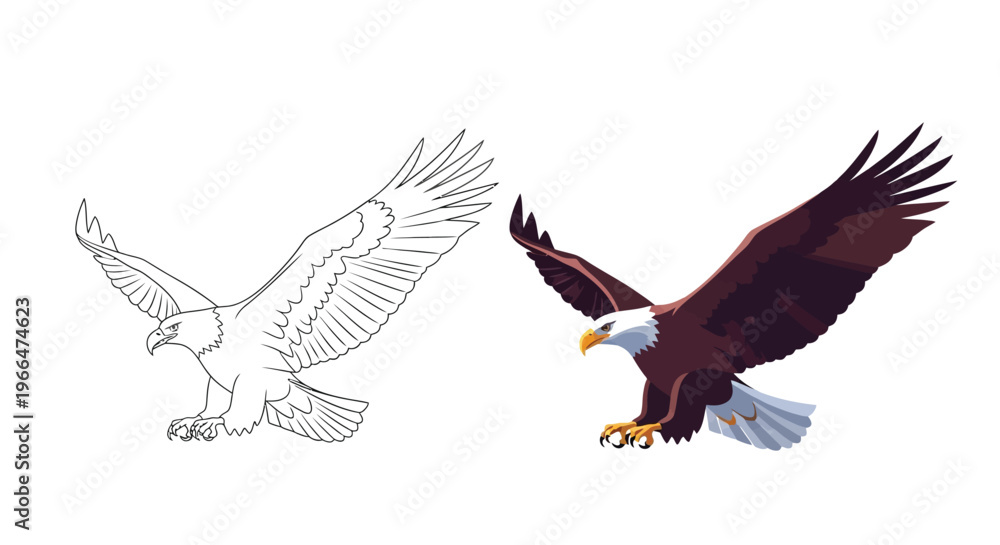 Fototapeta premium Vector graphic illustration of a flying eagle in color and line art designs side by side