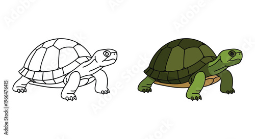 Turtles side by side illustration with one colored and the other in line art style