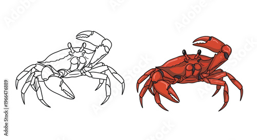Vector illustration of a red crab and a black and white crab design side by side