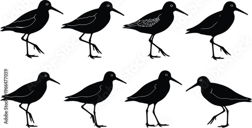 Set of professional shorebird silhouettes featuring sandpipers and wading birds in various natural standing and walking poses for coastal nature wildlife and wetland design.