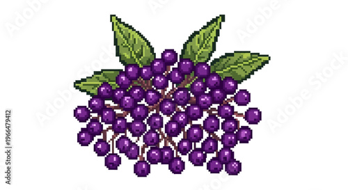 Illustration of a cluster of ripe elderberries with green leaves.