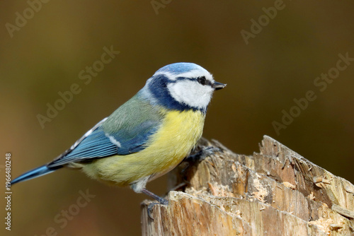 Blue tit