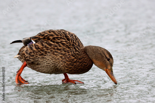Mallard on the ice
