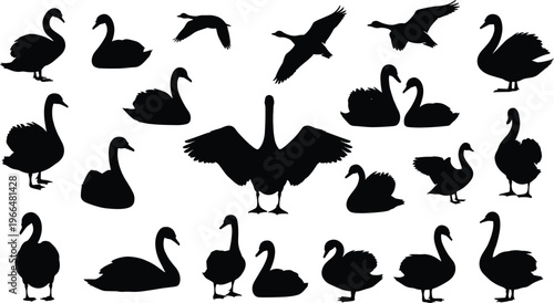 Swan silhouette collection, flying and swimming swan birds, elegant waterfowl wildlife icons, black swan vector illustration set for nature design