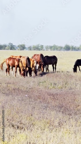 Horses walk across a field, grazing.