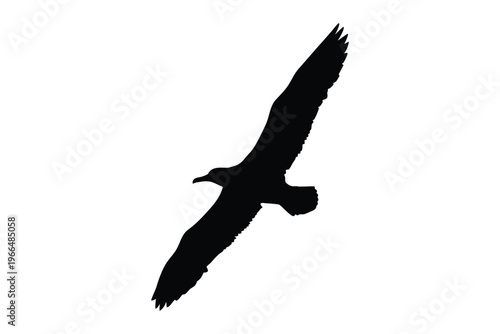 Tableau sur toile albatross bird silhouette vector, flying seabird vector