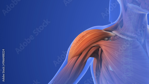 Shoulder Injury Causing Muscle Pain and Discomfort