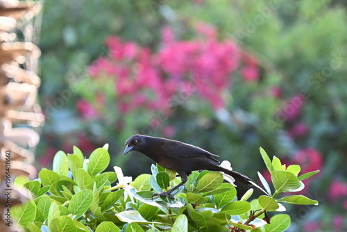 Quiscale merle, oiseau tropical aux Antilles en Martinique