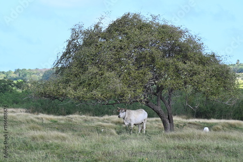 Boeuf sous un arbre à Marie Galante