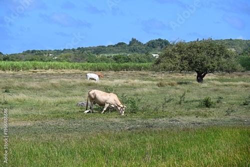 Boeuf dans pâturage à Marie Galante