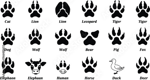 Animal tracks guide vector illustration, paw print chart, wildlife footprint silhouette collection, educational poster for kids, animal identification tool