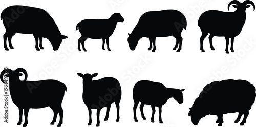 Eight black silhouettes of sheep and rams in different grazing and standing poses on a white background Keywords: sheep, ram, ewe, lamb, silhouette, farm animal, livestock, animal, grazing