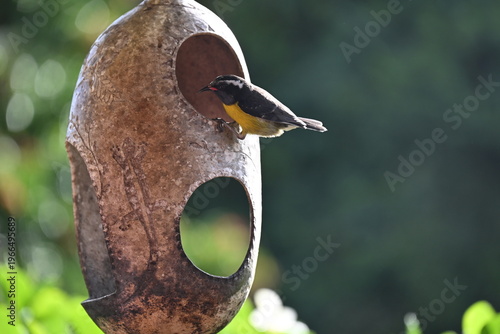 sucrier à ventre jaune dans une mangeoire aux Antilles Françaises en Guadeloupe 
