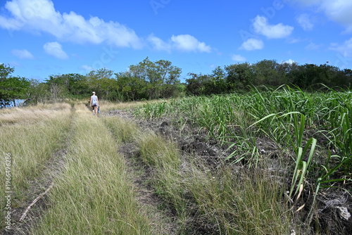 Randonnée dans les champs de canne à sucre
