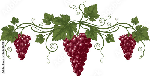 Red Grapes Clustered on Swirling Vines with Leaves for Fruit, Botanical, and Garden Designs