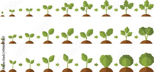 Leafy vegetable growth stages infographic seedling to mature plant gardening process flat vector illustration