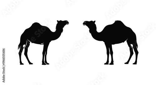 Two camels facing each other a striking black silhouette high quality