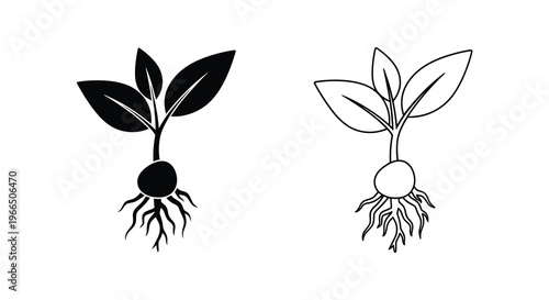 Two sprouting plants with roots shown in a striking black silhouette