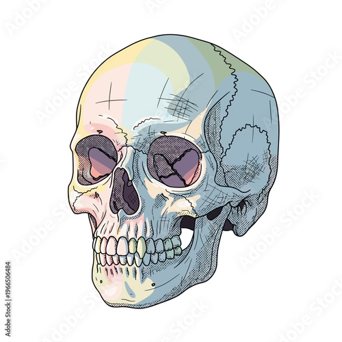 Artistic Human Skull Illustration with Pastel Color Gradient