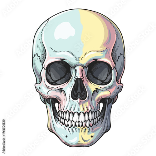 Colorful Human Skull Illustration with Pastel Tones and Shadows