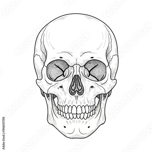 Detailed Human Skull Illustration Front View - Anatomical Drawing