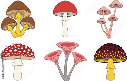 Mushroom Vector Set with Different Fungi Species, Toadstools and Wild Forest Mushrooms for Nature Illustration, Biology Education and Botanical Design