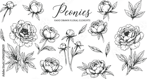 Black and white line art peony collection on light textured background. Multiple hand-drawn peonies in various bloom stages — fully open flowers, buds, and detailed leaves