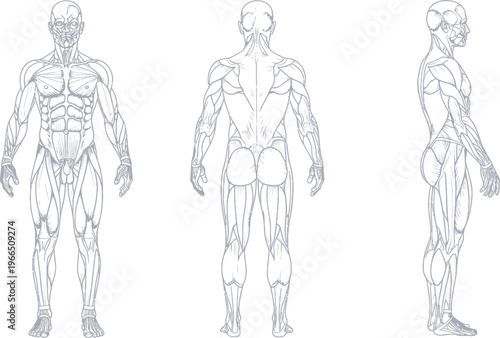 Abstract low poly human body representation vector illustration showing front, back, and side views for technology and scientific concepts, white background, augmented reality, point cloud