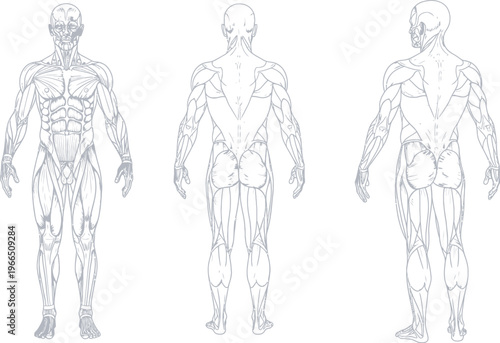 Abstract low poly human body vector illustration with front, back, and side views for digital healthcare and scientific research, white background, augmented reality, point cloud