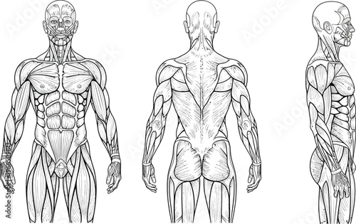 Detailed anatomical illustration of human musculature, front, back, and side views for medical education, human body, muscle system, cross section, line art