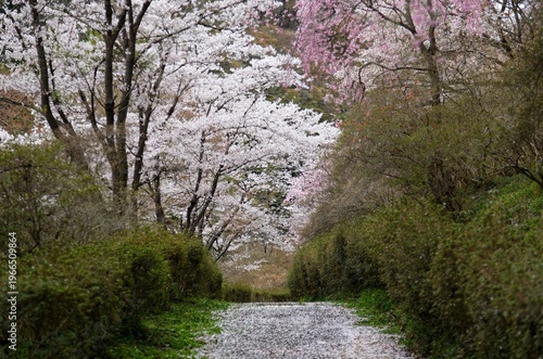 Wallpaper Mural A carpet of fallen petals blankets a winding path in Yamatsuriyama Park, Fukushima, embodying the Japanese aesthetic of "Mono no aware"—the poignant beauty of transience. Pale pink and white sakura   Torontodigital.ca