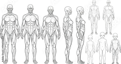 Multiple full body human anatomy diagrams from different angles in black and white, showcasing skeletal and muscular structures for medical illustration, education, and research, skeletal system