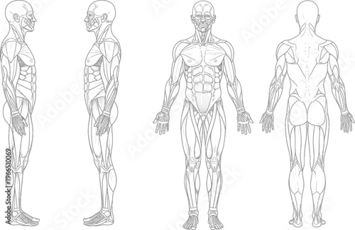 Black and white anatomical illustration of a male human figure showing muscular and skeletal details from multiple side and front perspectives with skeletal system with anatomy chart with human body