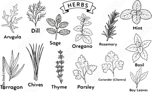Minimalist herbs featuring Dill, Sage, Rosemary, Mint, Chives, Oregano, Thyme, Coriander, Basil, Arugula, Bay Leaves, Parsley, and Tarragon. collection of culinary herbs and spices doodle style
