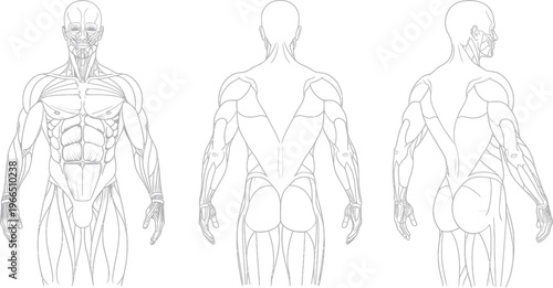 Triptych of simplified human figures in black and white line art, showing front, side, and back anatomical views with muscle details, human body, male figure, white background