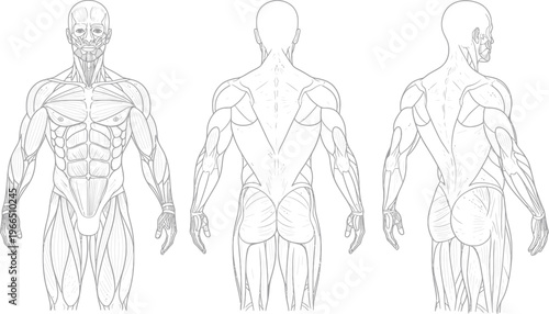 Three black and white human anatomical figures displayed in a triptych showing front, side, and rear perspectives with muscle definition, human anatomy, male figure, line art, white background