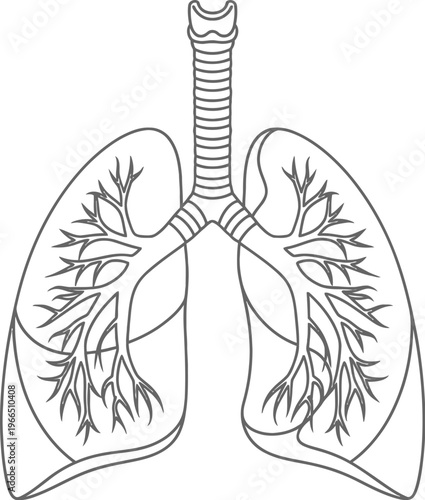 Human lungs medical illustration - scientific and health diagram of respiratory system with internal organ with lungs anatomy with disease awareness with lung health with medical research
