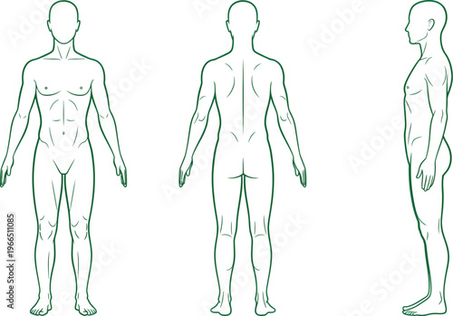 Minimalist human body outline illustration in green dashed lines showing front, back, and side views, medical diagram, line art, vector illustration, body shape, three views, full length, green color
